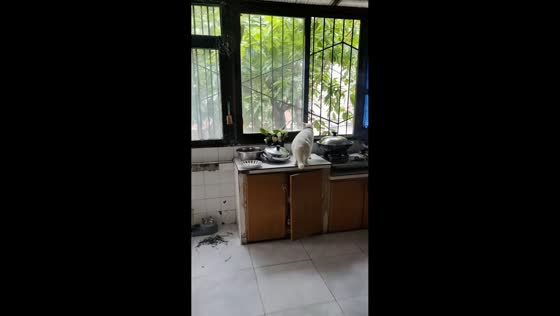 Cat navigates window grilles in kitchen in Chongqing, China