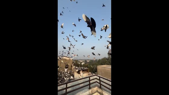 Flock of pigeons swarms terrace for food in Delhi, India