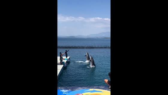 Dolphins perform playful tricks alongside visitors at Ocean Adventure in Zambales, Philippines