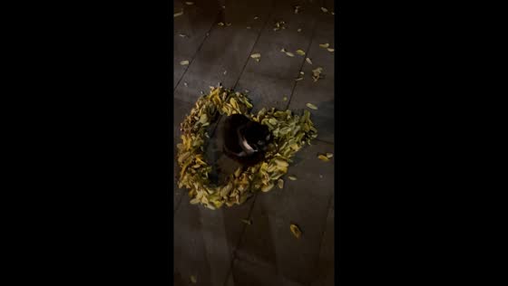 Cat adorably steps into heart-shaped leaves in Sichuan, China