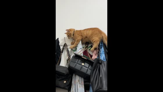 Adorable climber: Lookie, the 6-month-old Cat from Bangka Belitung