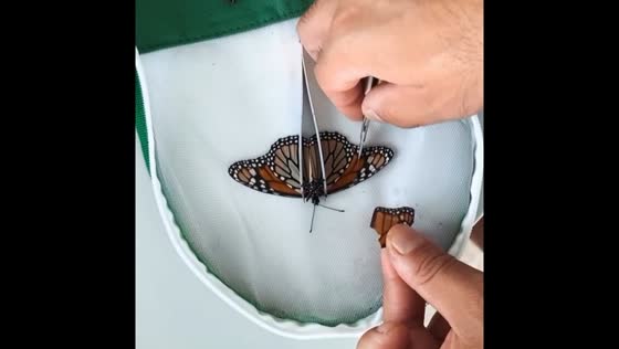 Wing repair surgery on a monarch butterfly in Florida, USA