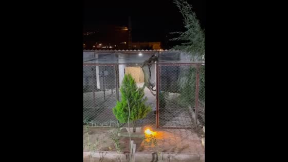 Dog climbs fence and surprises owner in Gaziantep, Turkey