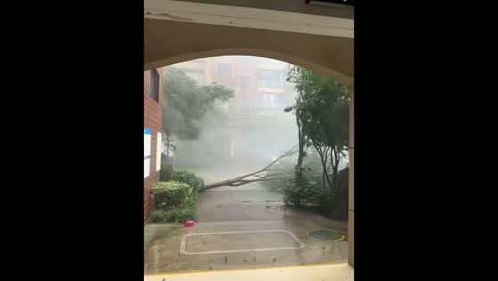 Violent summer storm uproots tree in Luoyang, Henan, China