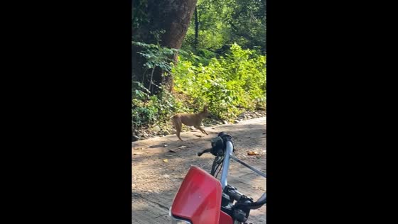 Funny dog run: hilarious video from Baguio city