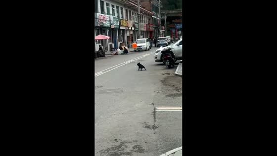 French bulldog repeatedly hits a balloon with its head in Shanxi, China