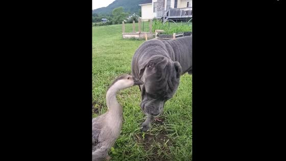 Unlikely friendship: goose scratches dog's face