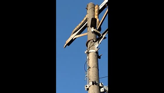 Reticulated python causes electricity outage as it climbs power pole in Mandaue City, Philippines