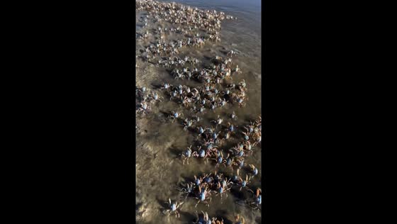 Soldier crab swarm: spectacular sight in North Queensland