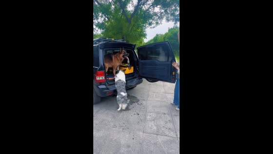 Dog slips while climbing into car trunk in Henan, China