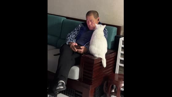 Cat tries to get owner's attention despite earphones in Jiangxi, China