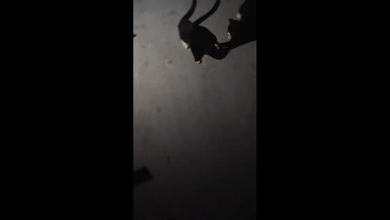 Stray cats fight over snack in Hebei, China