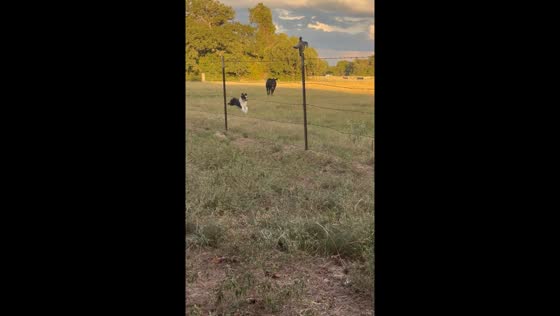 Dog flees from playful calf in Lexington, Texas