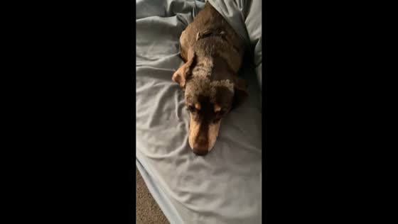 Guilty dog caught after leaving a mess on the table in Ohio, USA