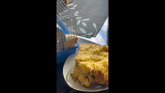 Persistent hamster struggles for food just beyond reach