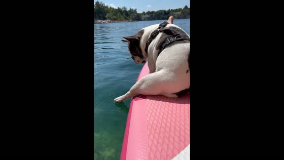 Dog tentatively touches water while onboard in Kraków, Poland