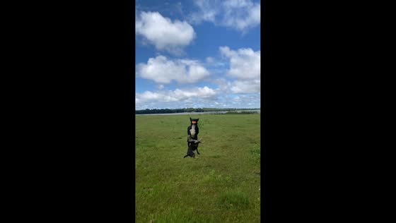 Two dogs collide while playing catch in Inaciolândia, Goiás, Brazil