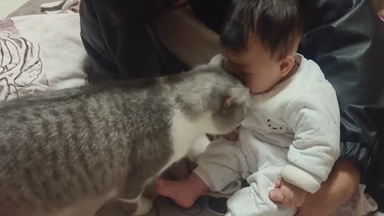 Cat brushes against infant's face during introduction