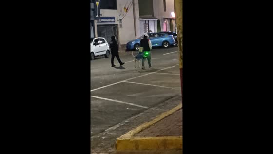 Dog chases green light in Chimbote, Peru