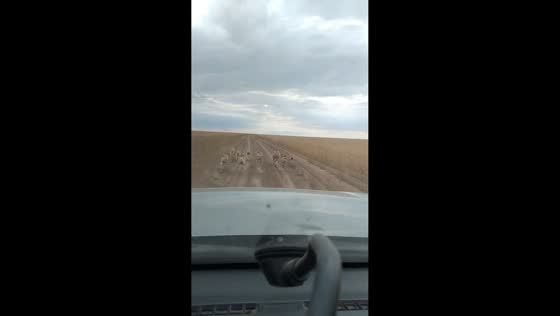 Saiga antelope herd crosses road in Derzhavinsk, Kazakhstan