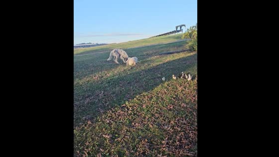 Hen attacks dog in USA