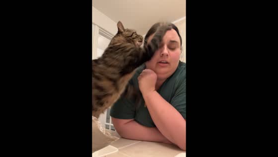 Cat scratches pet-sitter in Ridgefield, Connecticut