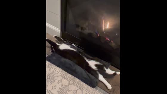 Cat relaxing by fireplace in beverly, Massachusetts