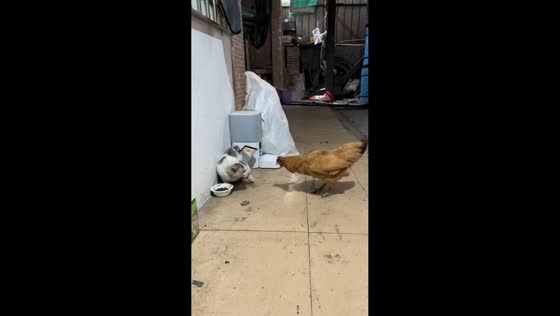 Chicken steals cat's food in Guangzhou, China