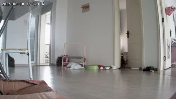 Cat gets trapped after wind suddenly slams door shut in Anhui, China
