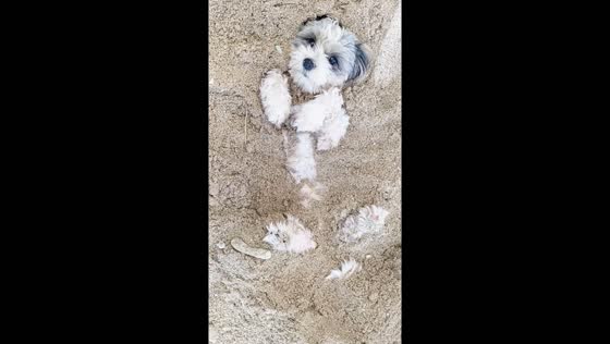 Jore the Shih Tzu delights in sand play: a beach day in Dinagat Islands, Philippines