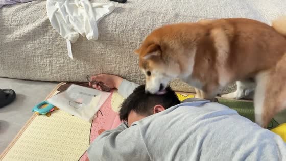 Shiba Inu playfully wakes owner in Henan, China