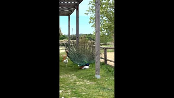Rare courtship and mating moment between peacock and peahen in Occitanie, France