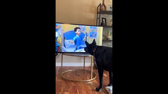 Dog reacts to TV jump scare