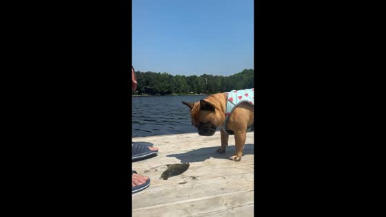 French bulldog has playful showdown with fish in Toronto, Canada