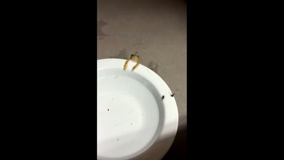 Tiny frog struggles to climb onto plate in Mauriceville, Texas, USA