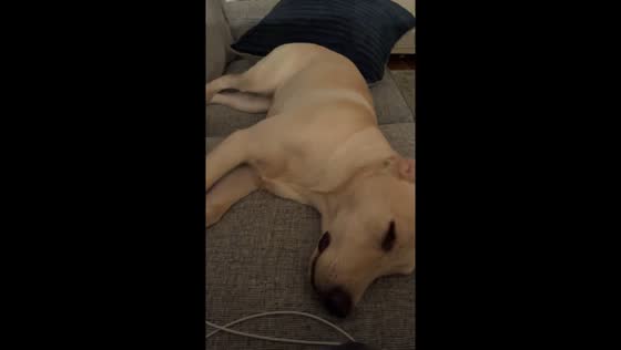 Dog in heat displays mating behavior on couch