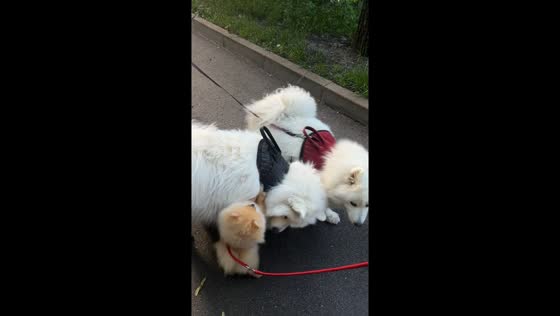 Small dog Luna fearlessly plays with larger dogs in Kyiv park
