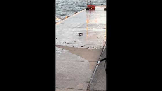 Rats emerge from shore wall after waves crash in Iceland