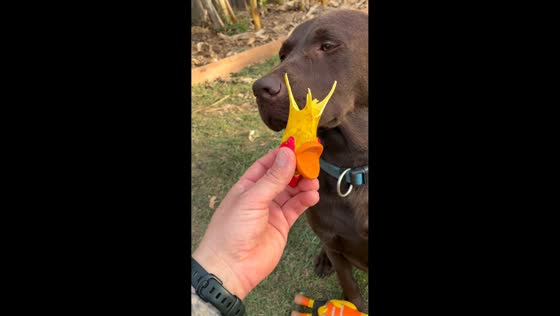 Dog looks guilty after owner finds broken plastic chicken in Queensland, Australia