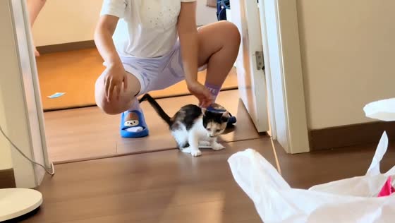 Startled kitten leaps into the air before anyone can touch it in Hebei, China
