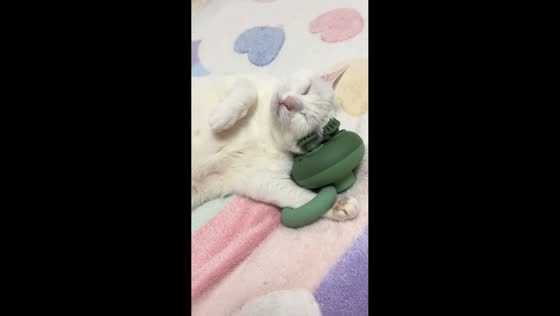 Cat enjoys relaxing head massage in Anhui, China