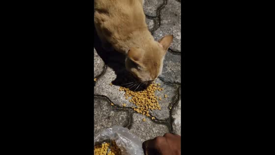 Cat cutely begs for food in Central Jakarta, Indonesia