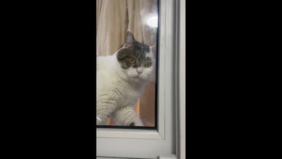 Cat repeatedly tries to open sliding window in Shandong, China