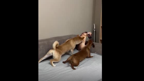Dogs react to pillow that looks like a dog