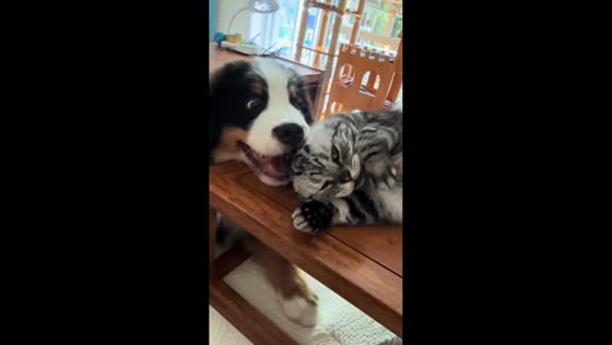 Cat hisses to stop playful puppy biting its head in Liaoning, China