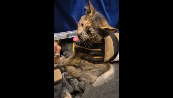 Rescuers free cat trapped for four days inside wall vent shaft in Moscow, Russia