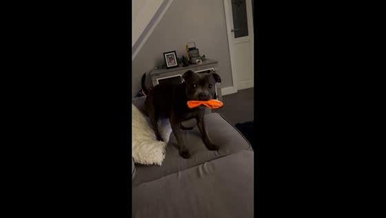 Dog freezes in shock as toy snaps during play in Millom, England, UK