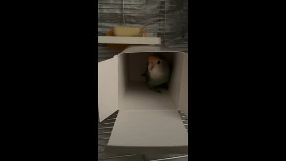 Lovebird chirps back during playful interaction with owner in Tianjin, China