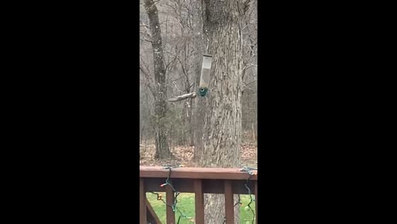 Squirrel spins on bird feeder in Richmond, Virginia, USA
