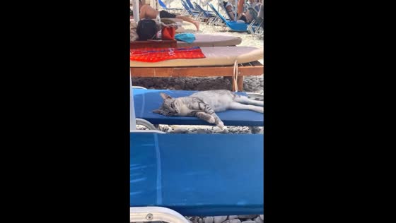 Cat nap on Sarande beach